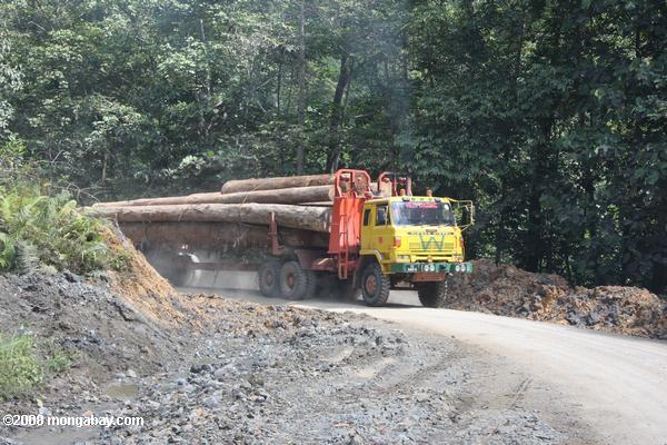 logging caminhões transportando madeira para fora da floresta tropical da Malásia
