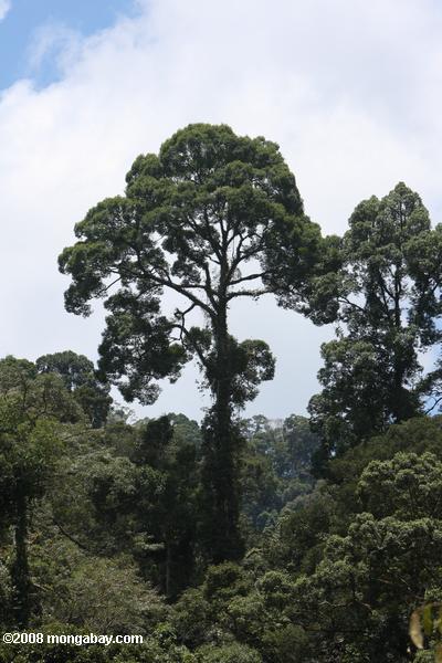 навесом тропического леса Борнео дерево