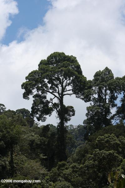 ボルネオの熱帯雨林の林冠木