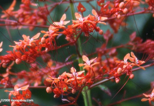red orange Blüten