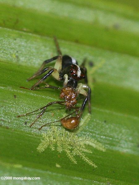 araña de comer una hormiga