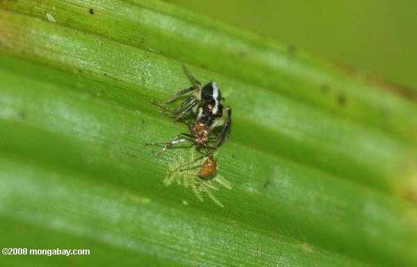 Spider manger une fourmi
