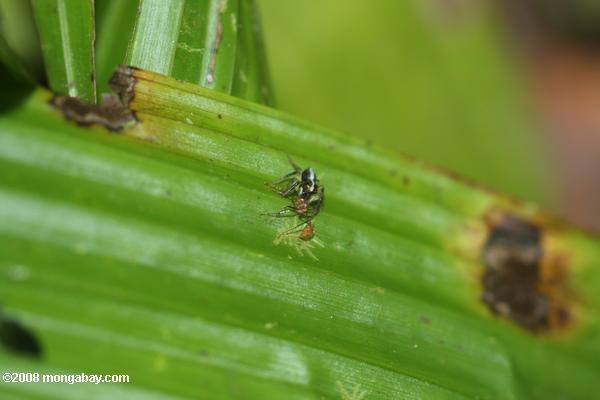 aranha comendo uma formiga