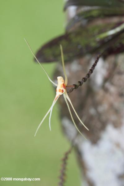 off-orquídea branca com manchas laranja