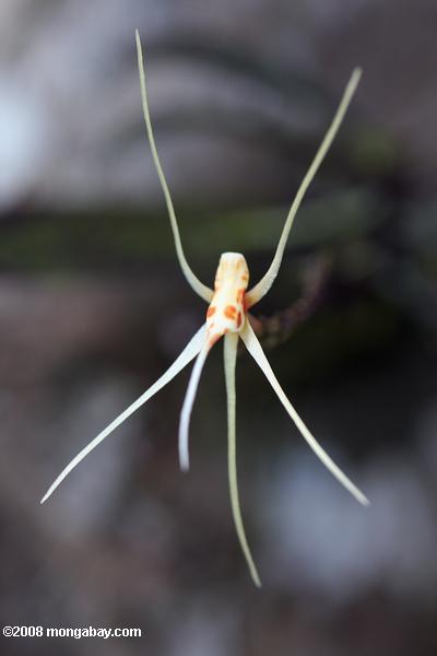 fuera de la orquídea blanca con manchas de color naranja