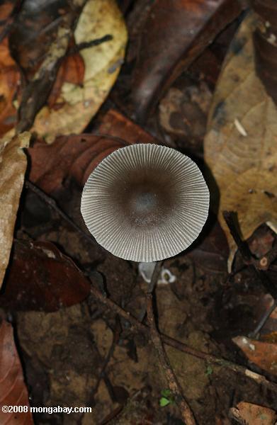 marrom e branco cogumelo