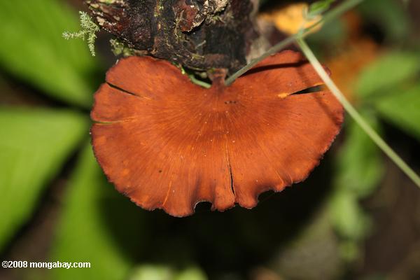 vermelho-alaranjado fungo
