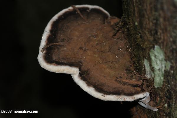 hongos de color marrón con una franja blanca