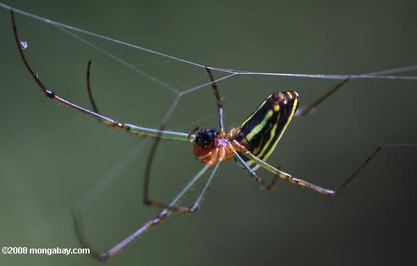 Multi-couleur Spider