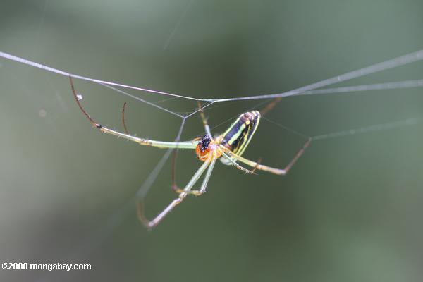 Multi-couleur Spider