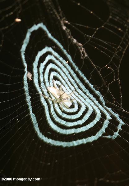 белый паук на необычную веб -