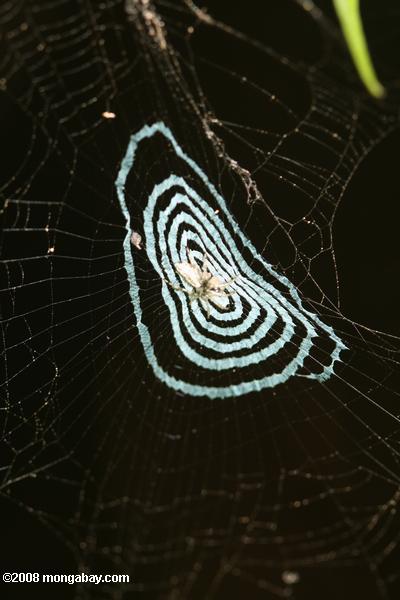 белый паук на необычную веб -