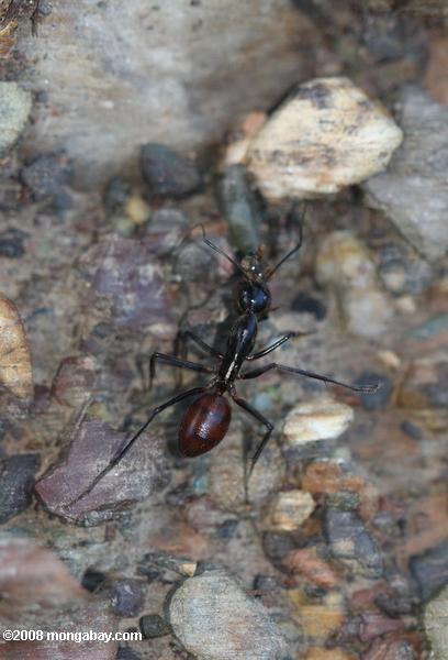 гигантских муравьев