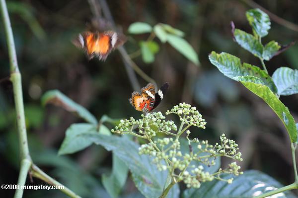 оранжевый, черный, и белые бабочки