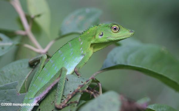 緑の紋付きトカゲは、熱帯雨林の林冠が高い