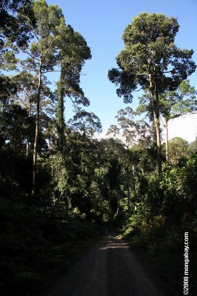 camino forestal en el valle danum