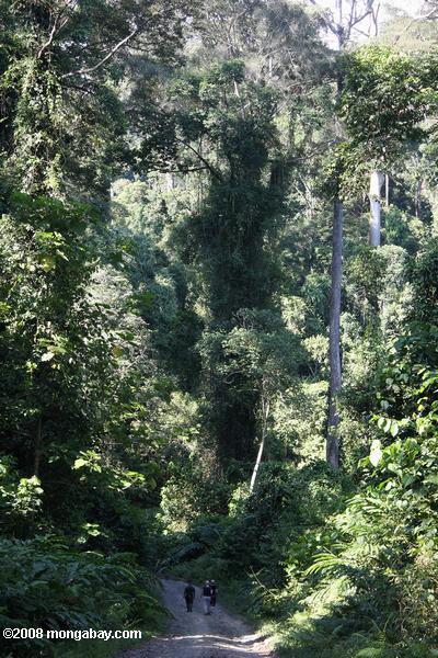 природа туристы пешком по лесной дороге в долине danum