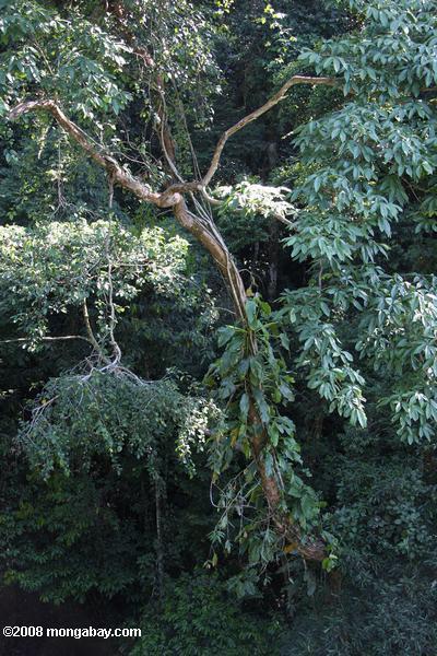 epífitas na floresta tropical bornean copa