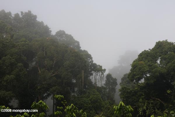 danum долины тропических лесов