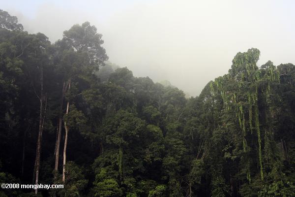danum渓谷の熱帯雨林