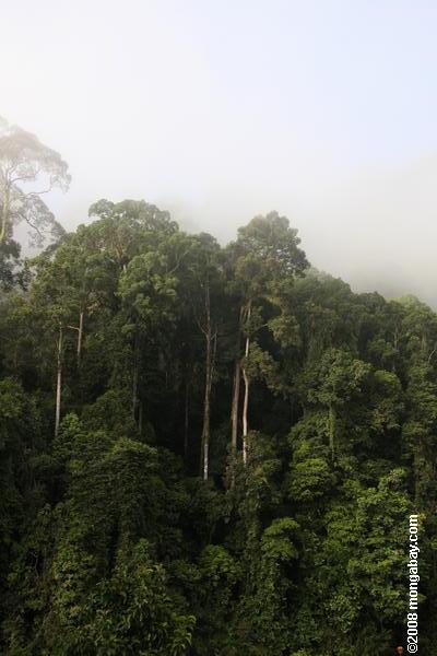 danum渓谷の熱帯雨林
