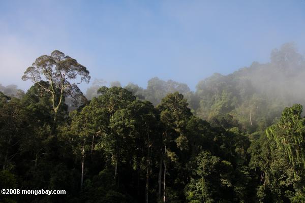 danum долины тропических лесов