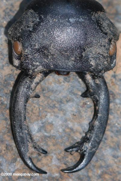 mandíbulas de un escarabajo ciervo