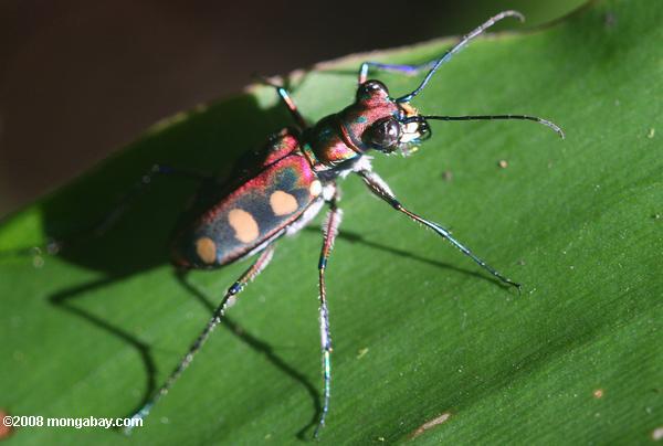 manchada de escarabajo tigre (cicindela aurulenta)