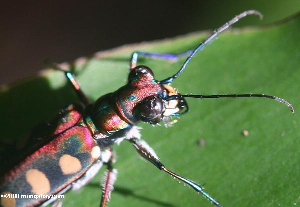 Spotted tiger beetle (Cicindela aurulenta) Picture Title: Spotted tiger beetle (Cicindela aurulenta) 