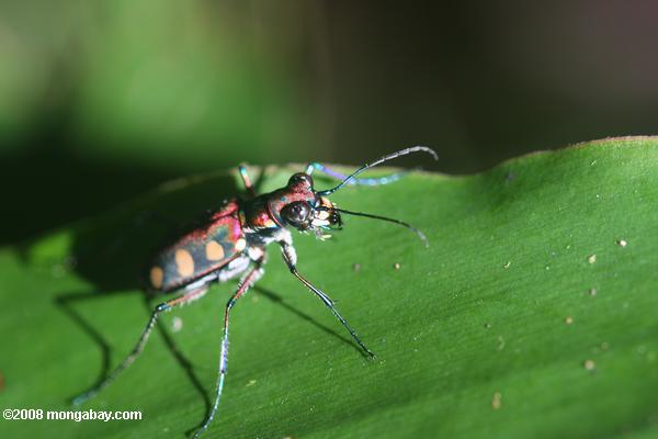 Spotted Tiger Beetle (cicindela aurulenta)