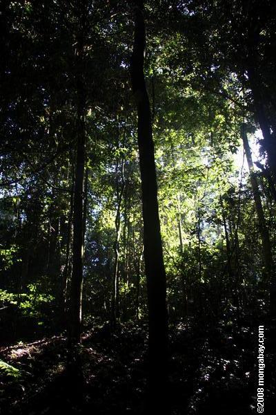 Forêts tropicales de Bornéo