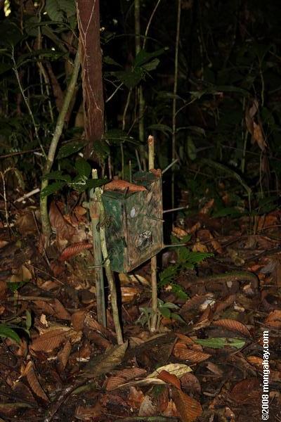камера ловушка для лесных плотоядных животных (кошки)