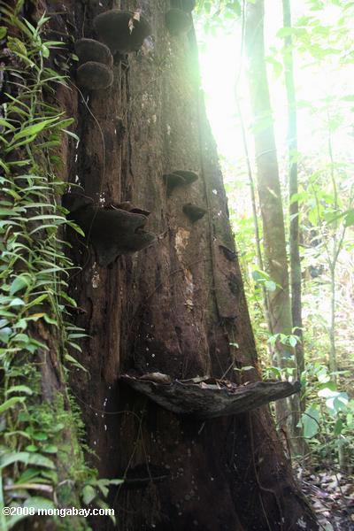Giant champignon sur une forêt tropicale ree