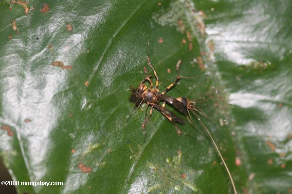 parasitárias fungos que já matou uma vespa na floresta tropical bornean