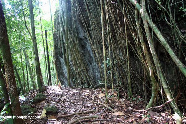 raíces de los árboles de la selva tropical por un creciente roca