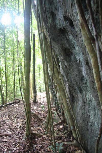 корни тропических деревьев, растущих вниз лицом рока