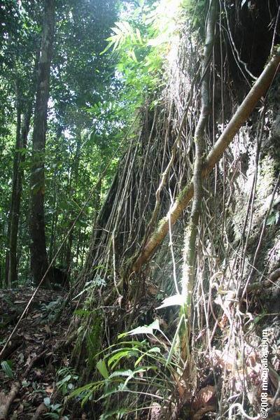 raízes das árvores da floresta prevê um crescimento face rochosa