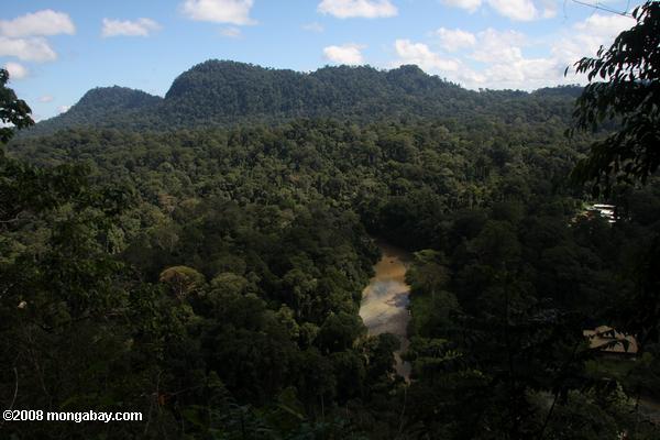 ボルネオの熱帯雨林でdanum谷ロッジ