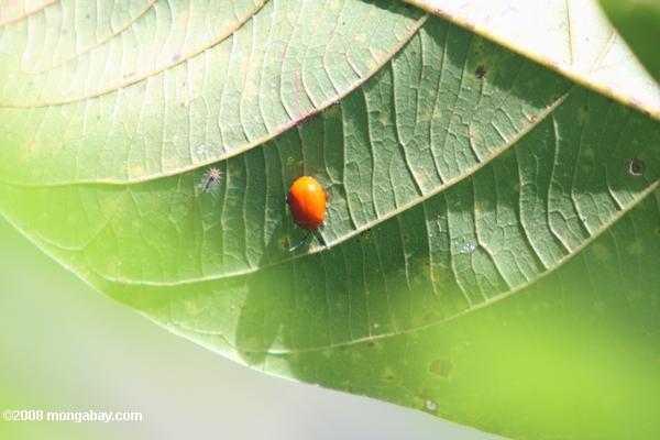 オレンジ色の甲虫