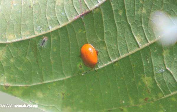 オレンジ色の甲虫