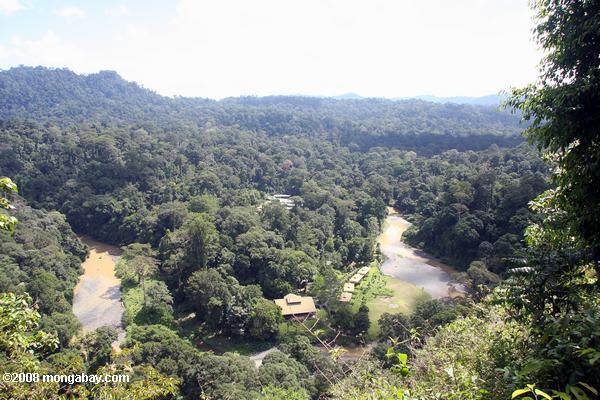 Борнео джунглей подать на danum долина