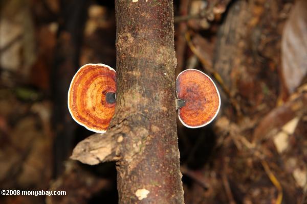 оранжевые и белые грибы