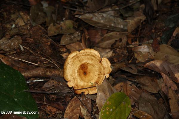 светло-коричневый грибов