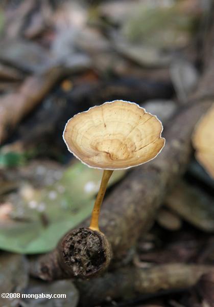 Light Brown champignons