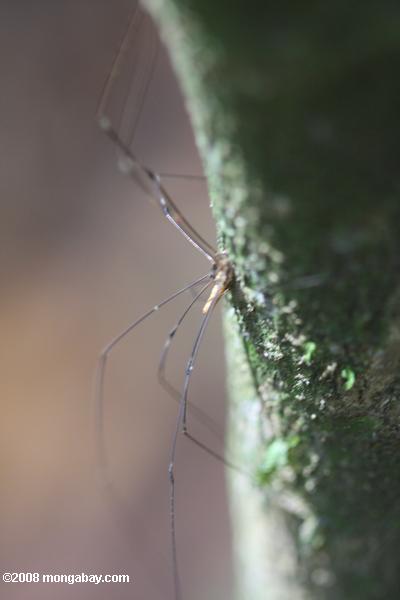 largo de patas de araña