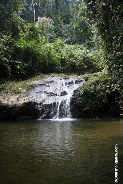 Chute d'eau dans la forêt tropicale Bornean