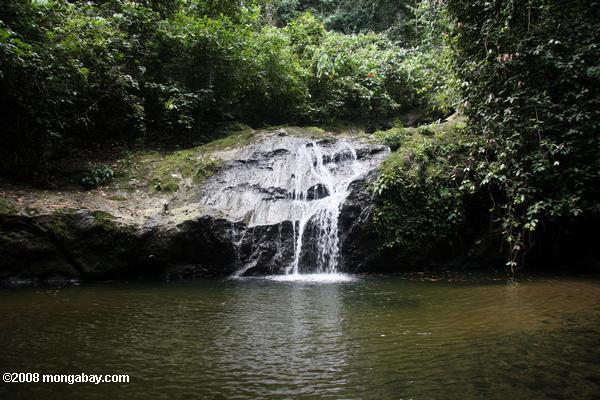 cachoeira na floresta tropical bornean