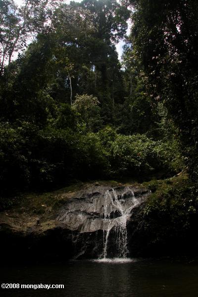 熱帯雨林の滝のbornean