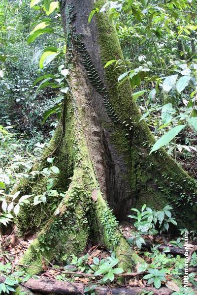 多雨林の樹木