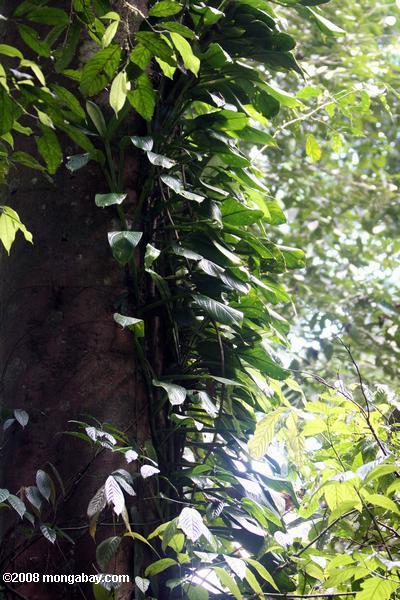 borneanでは、熱帯雨林の林冠epiphytes